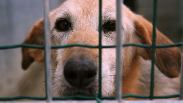 Canile senza veterinari. Si è dimesso l'ultimo professionista in servizio