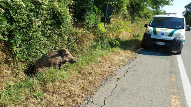 Cinghiale investito (e recuperato vivo) alle porte della città