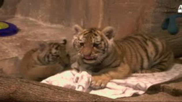Il debutto in società dei tigrotti dello zoo di Milwaukee Video