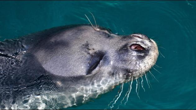 Grecia: rabbia per l'uccisione della foca mascotte di Alonissos