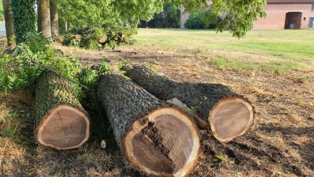 Piante abbattute per costruire la pista ciclabile: scoppia la protesta