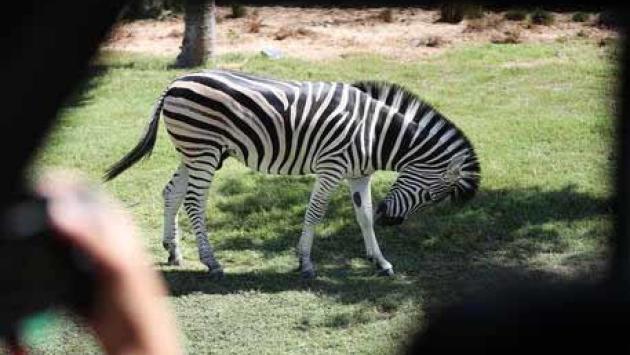 E' morto Achille, la zebra scappata da un allevamento nel Reggiano