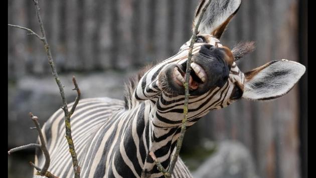 Per la morte di Achille, la zebra in fuga a Reggio, un'altra denuncia degli animalisti