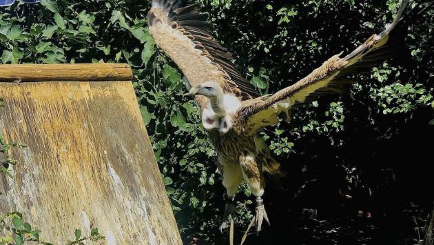 Il falconiere Cavozza tenta di recuperare il suo avvoltoio ma cadono dal tetto: fratture per entrambi