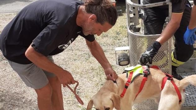 Due Labrador chiusi in casa da oltre 10 giorni senza cibo né acqua