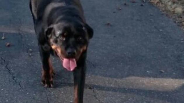 Bimba di 2 anni aggredita da rottweiler, è in prognosi riservata 