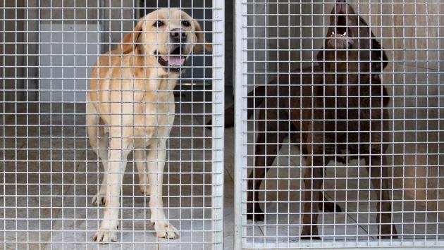 Labrador chiusi in casa per 10 giorni: trovata la proprietaria e denunciata