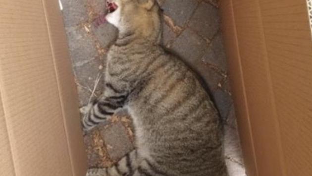 Gatti spariti, il giallo continua: dopo Lesignano tocca a Monticelli