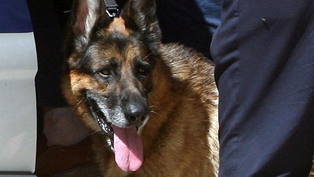 Cane azzanna un bimbo (e la nonna scrive al sindaco)