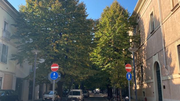 «I tigli di via Costa arrivano a toccare le case: bisogna potarli»