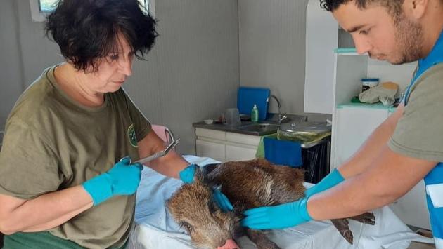 Cinghiale infila il muso in un tubo di plastica: salvato in extremis