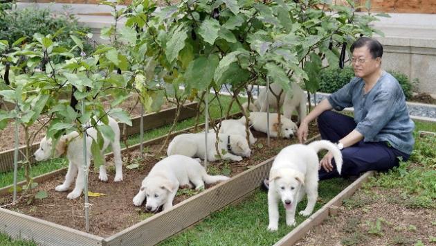 Corea Sud: Moon apre a divieto consumo carne di cane
