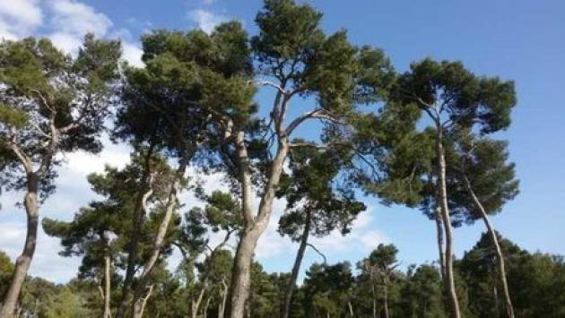 Prete della Versilia scoperto mentre compra cocaina in pineta a Migliarino
