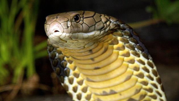 Uccise la moglie con un cobra, condannato all'ergastolo