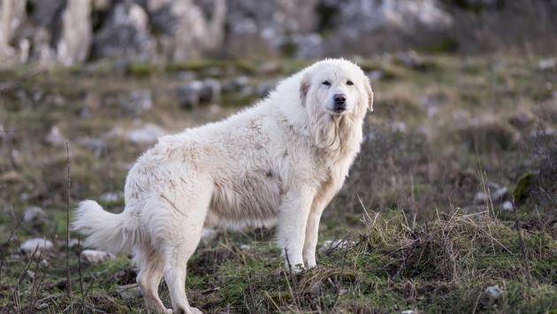 Azzannato più volte da un cane durante una passeggiata: paura per un 48enne
