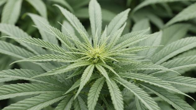 Lussemburgo primo Paese in Europa a legalizzare la cannabis