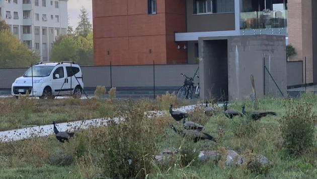 «Siamo assediati dai pavoni». In una notte devastata una villetta in costruzione