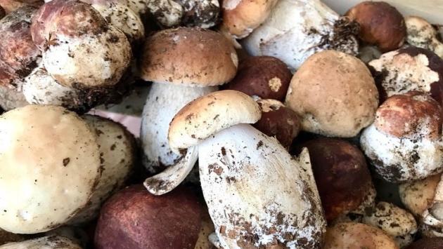 Come erano i porcini di quest'anno? Concordi tutti gli esperti: «Ottimi ma pochissimi»