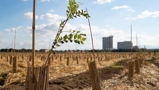 Dove nasce la farina crescono 18mila alberi: il 21 novembre debutta il "Bosco del Molino"
