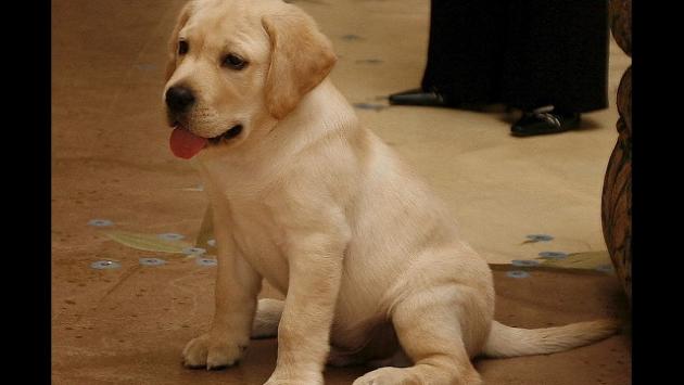 Francia vieta la vendita dei cuccioli di cani e gatti nei negozi