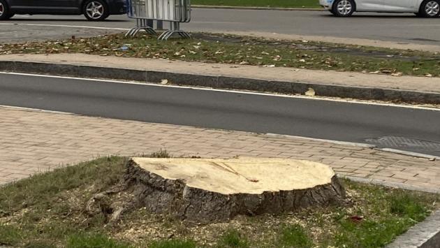 Tagliata una storica pianta davanti al Tardini