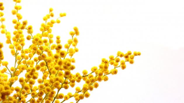 Coldiretti: Il caldo fa sbocciare le mimose due mesi prima