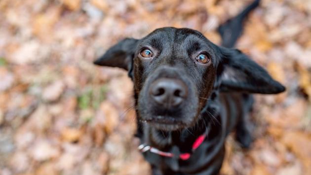 I cani riconoscono l'odore delle nostre emozioni