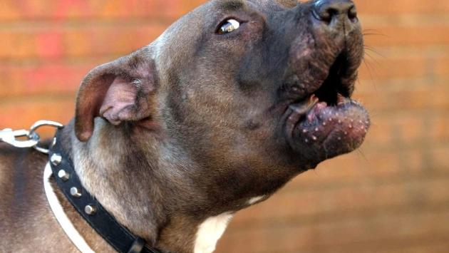 Pitbull la azzanna, grave bimba 18 mesi