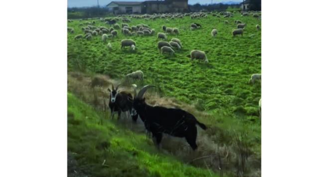 Che bello il gregge che pascola sulla Salsediana