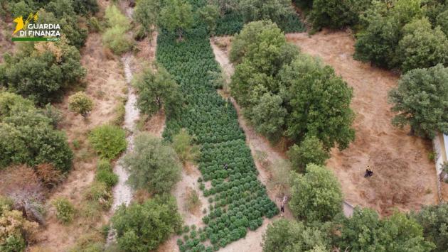 Sequestrate nel Nuorese due tonnellate e mezzo di droga