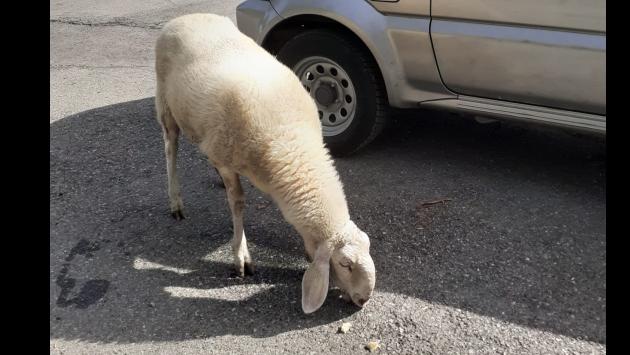 Lesignano, di chi è questa pecora?