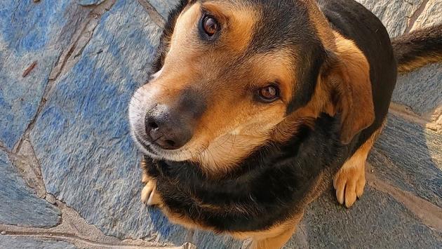 Sonny, cane sfortunato