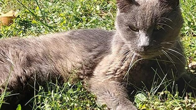 Emergenza gatto anziano