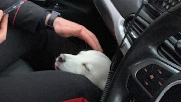  Cane sfuggito ai proprietari,  diventa un pericolo per gli automobilisti: salvato dai carabinieri