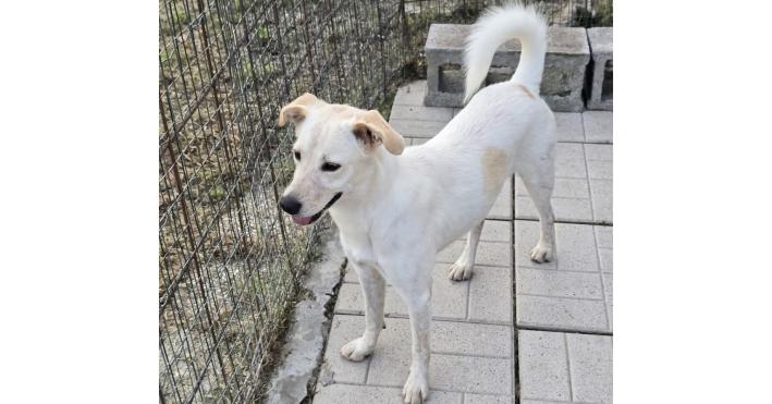 Lilly stava per entrare in un canile lager di seicento cani, dove si sarebbero perse le tracce.