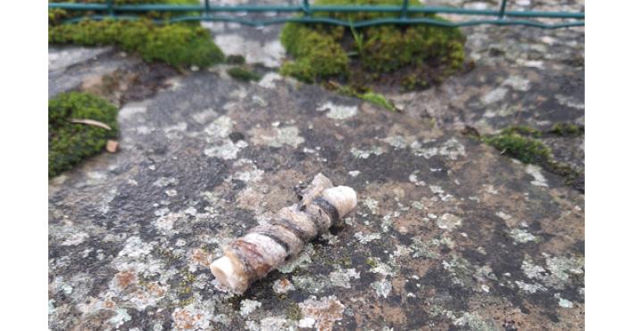 Probabili bocconi avvelenati a Berceto