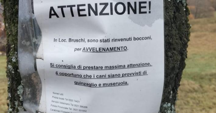 Bocconi avvelenati a Varsi, in località Bruschi - Foto