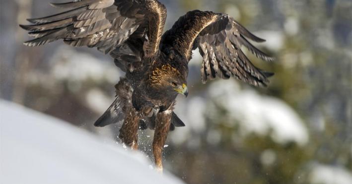 Aquila reale: nel Parmense ci sono 4 coppie e sono in ottima salute - Foto