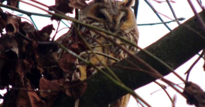 Non solo culatello... Zibello e' anche il paese dei gufi