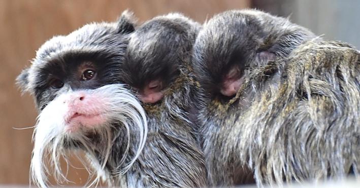 Sono nati a Roma due tamarini imperatore, tra le scimmie pi&ugrave; piccole e particolari del mondo - Video