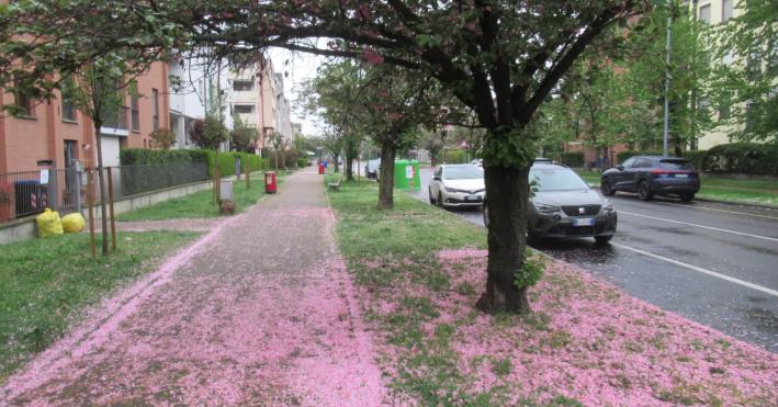 Finisce (come tutti gli anni) la &laquo;favola&raquo; di via Picasso: caduti i petali rosa. Le foto di un residente