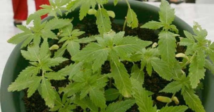 Fiumi di droga nascosta a Massa, Sarzana e Cinquale per lo spaccio nel Centro-Nord: chiesti 130 anni di carcere per 18 persone