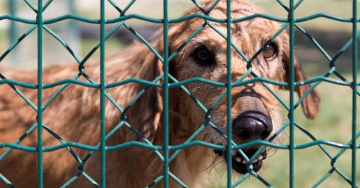 Cani e gatti, apre lo sportello adozioni