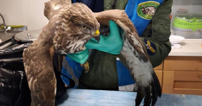 Animali protetti: tre poiane prese a fucilate, una &egrave; morta e l'ultima, trovata dalle guardie Oipa, in tangenziale ha pallini ovunque