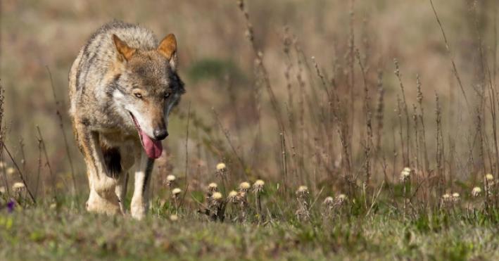 &laquo;Allarme lupi&raquo;: in Valtaro e Valceno raccolte 4.258 firme