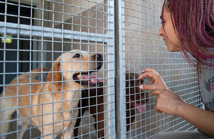 Il Comune non trova veterinari per il canile/gattile