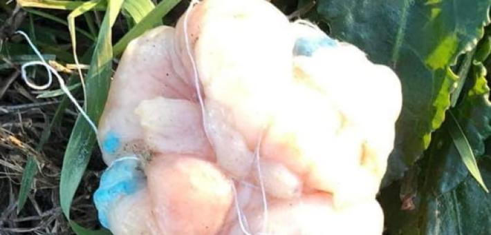 Bocconi avvelenati sui marciapiedi di via Marmolada, la rabbia dei residenti: "Abbiamo gi&agrave; fin troppi problemi"