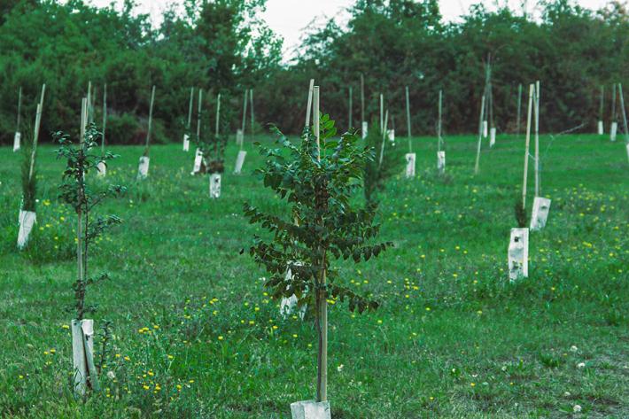 KilometroVerdeParma: oltre 10.000 gli euro gi&agrave; raccolti su GoFundMe