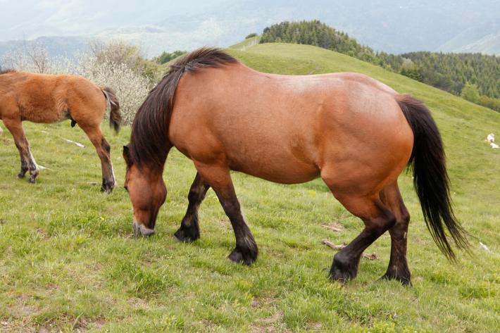Sette cavalli in libert&agrave;  sull'A1.  Paura per gli automobilisti e super multa al proprietario 