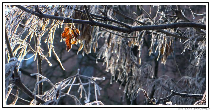 Foglia rossa tra rami di brina ghiacciati